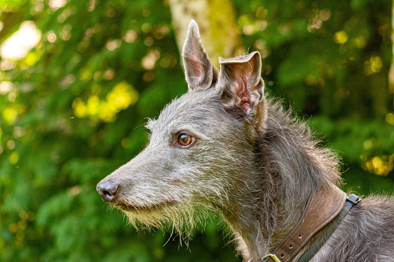 Understanding the Unique Features of the Pharaoh Hound